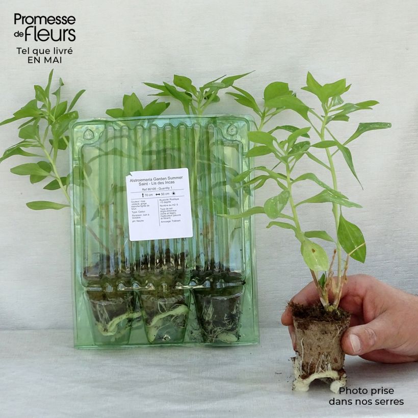 Amostra de Alstroeméria Garden Summer Saint Torrão de 4 cm x 4,5 cm tal como entregue na primavera