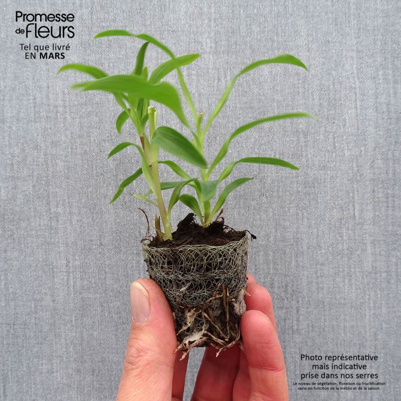 Amostra de Alstroemeria Garden Summer Snow - Lis des Incas Motte 4 cm x 4,5 cm tal como entregue na primavera