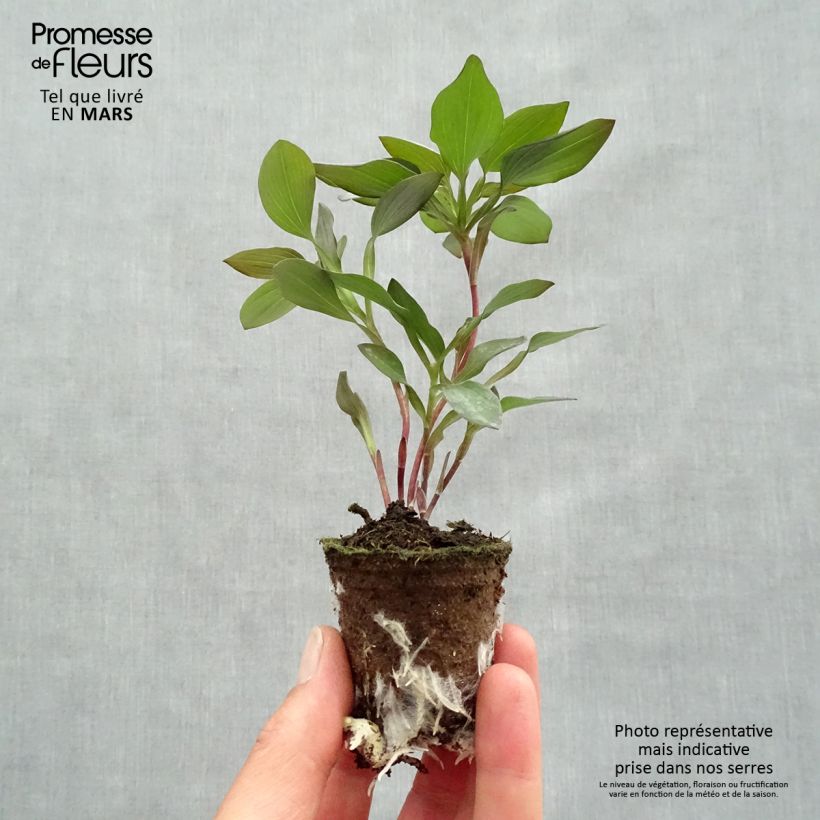 Amostra de Alstroemeria Indian Summer - Lis des Incas Motte 4 cm x 4,5 cm tal como entregue na primavera