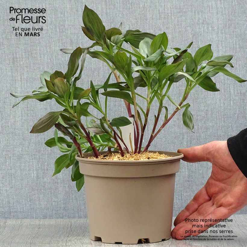 Amostra de Alstroeméria Indian Summer Vaso de 2 L/3 L tal como entregue na primavera