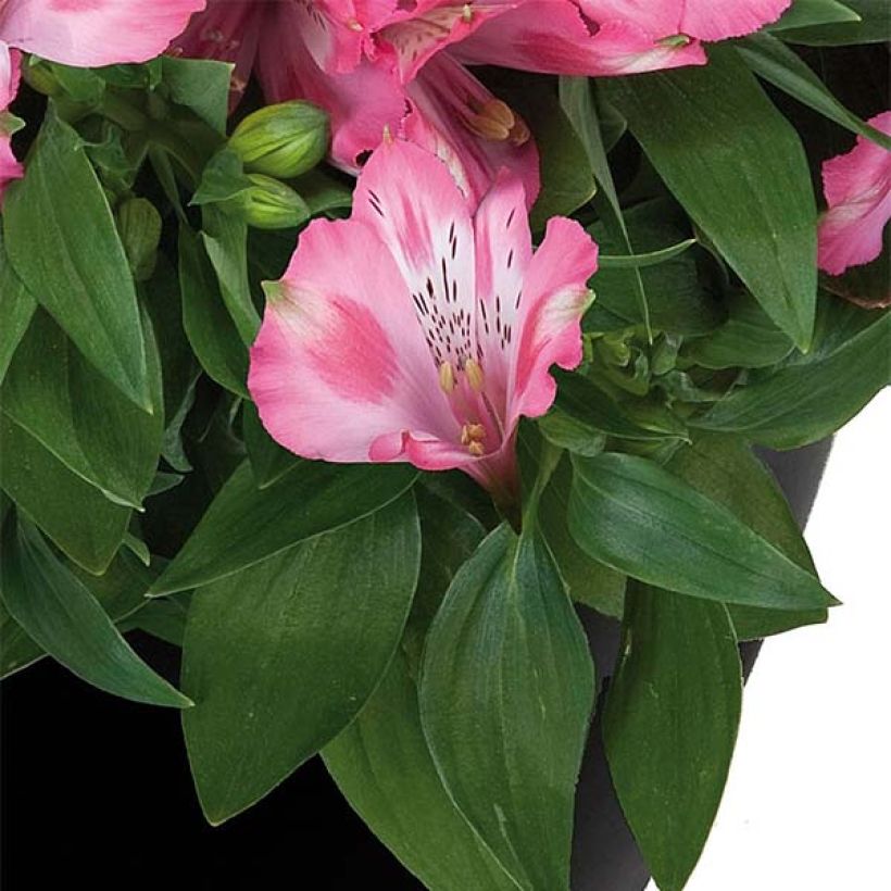 Alstroeméria Inticancha Imala (Folhagem)