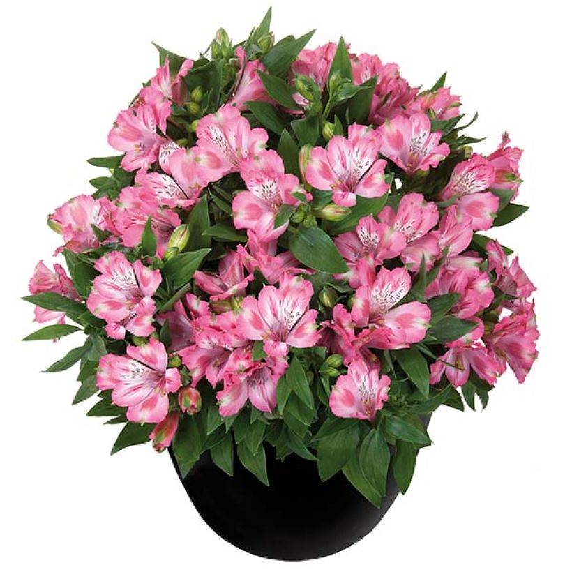 Alstroeméria Inticancha Imala (Hábito)