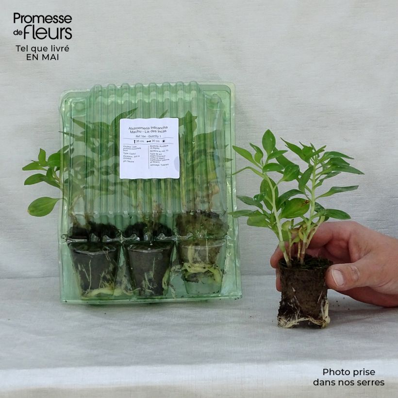 Amostra de Alstroemeria Inticancha Machu - Lis des Incas Motte 4 cm x 4,5 cm tal como entregue na primavera