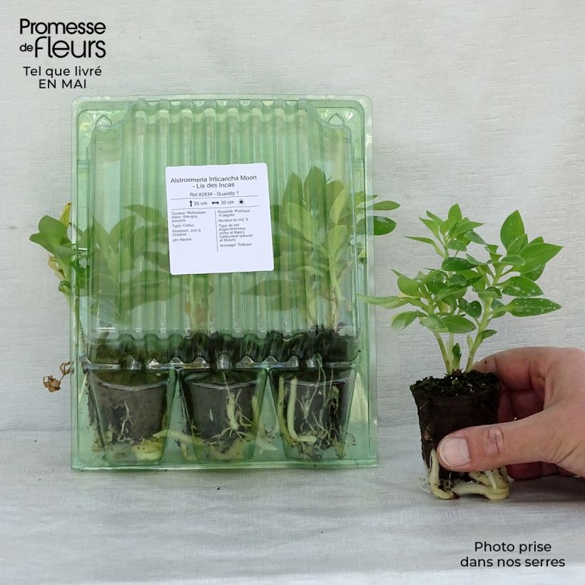 Amostra de Alstroemeria Inticancha Moon - Lis des Incas Motte 4 cm x 4,5 cm tal como entregue na primavera