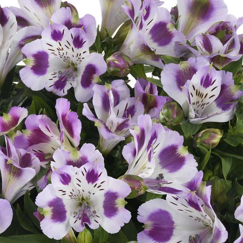 Alstroeméria Inticancha Passion (Floração)