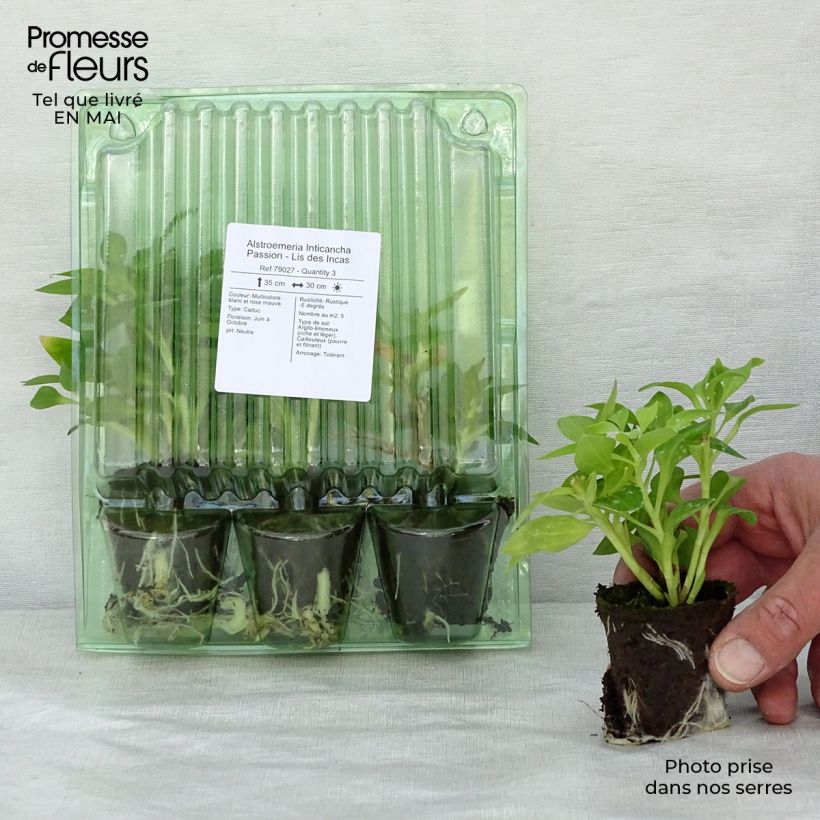 Amostra de Alstroemeria Inticancha Passion - Lis des Incas Motte 4 cm x 4,5 cm tal como entregue na primavera