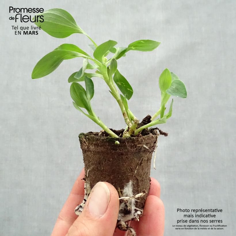 Amostra de Alstroemeria Inticancha Red ou Valentino - Lis des Incas Motte 4 cm x 4,5 cm tal como entregue na primavera