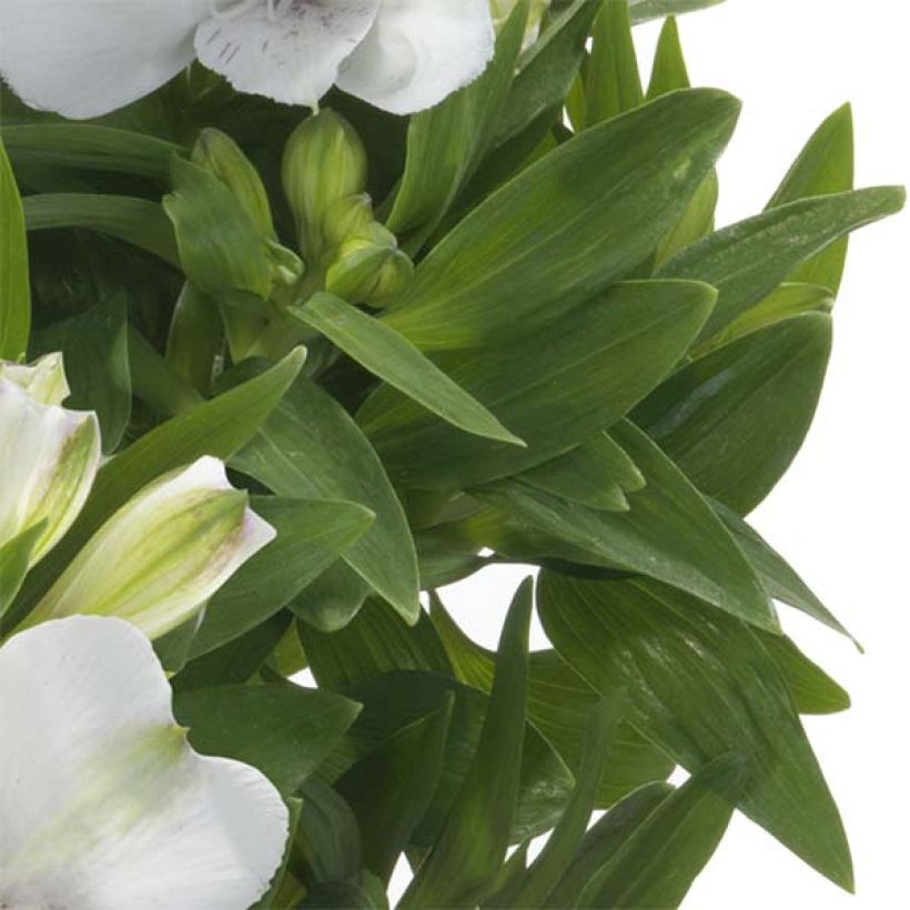 Alstroeméria Summer Paradise Time Valley (Folhagem)