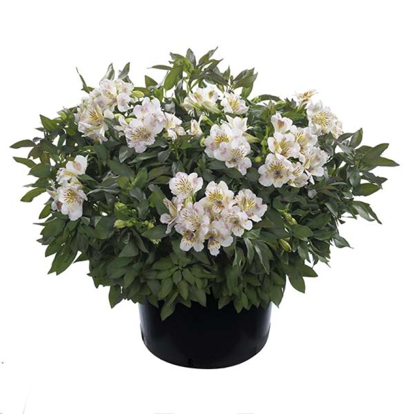 Alstroeméria Summer Paradise Time Valley (Hábito)