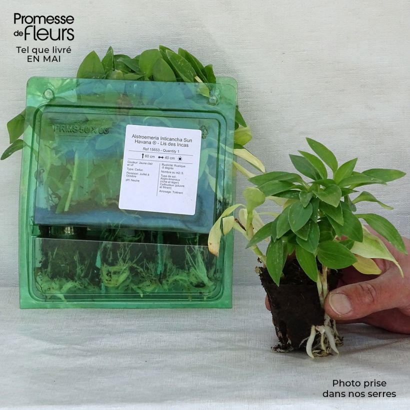 Amostra de Alstroeméria Inticancha Sun Havana Torrão de 4 cm x 4,5 cm tal como entregue na primavera