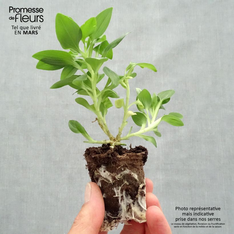 Amostra de Alstroeméria Inticancha Sun Malaga Torrão de 4 cm x 4,5 cm tal como entregue na primavera