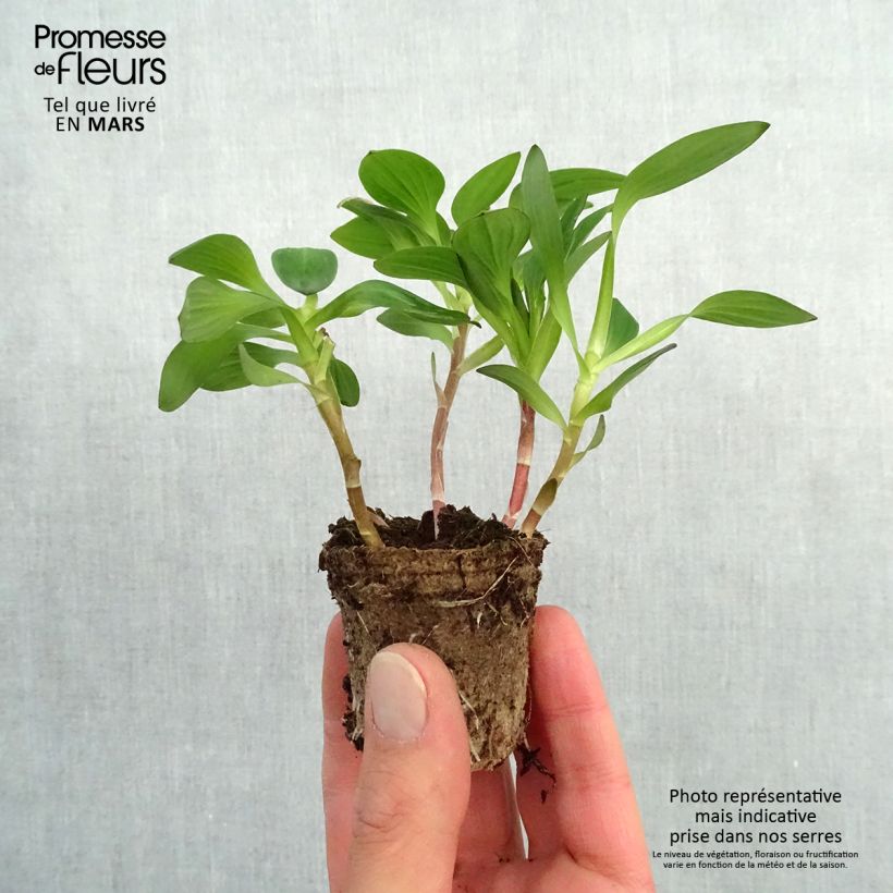 Amostra de Alstroemeria Inticancha White Pink Blush - Lis des Incas Motte 4 cm x 4,5 cm tal como entregue na primavera