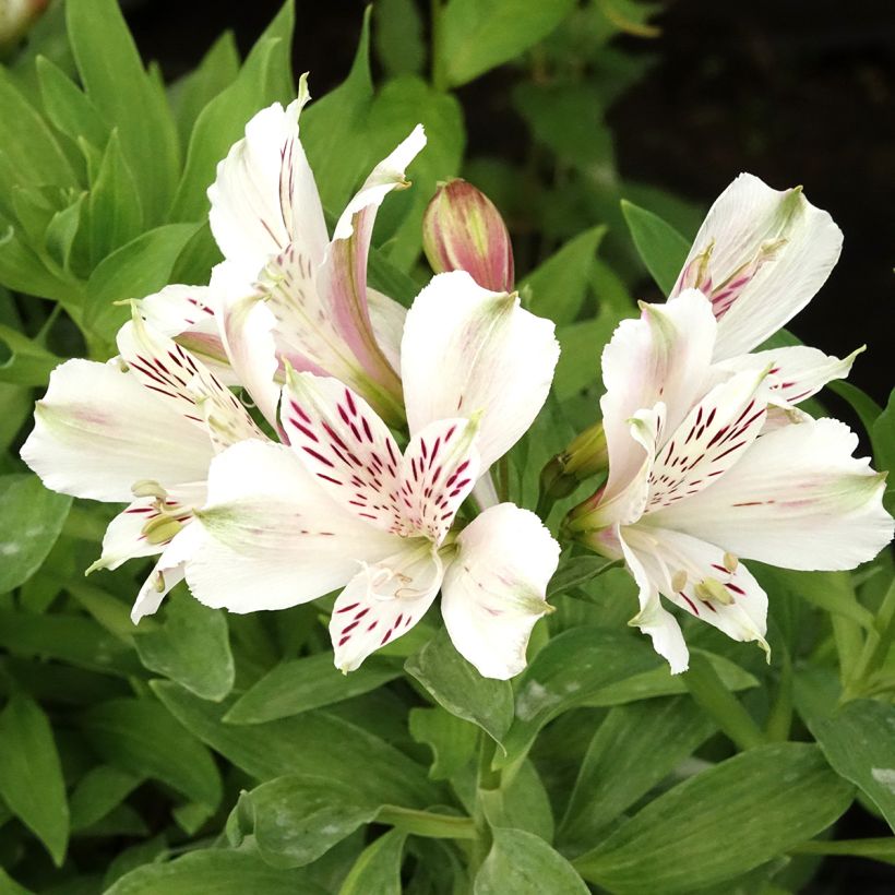 Alstroeméria Majestic Mazé (Floração)