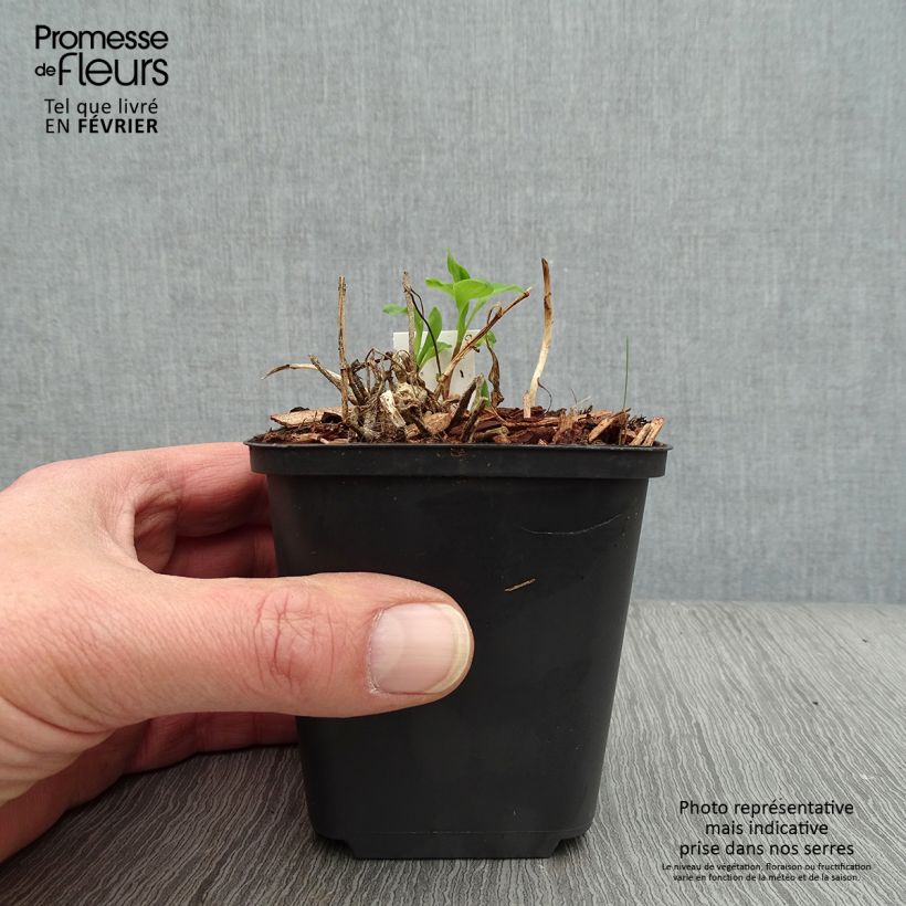 Amostra de Alstroemeria Mars - Lys des Incas Vaso de 8/9 cm tal como entregue no inverno