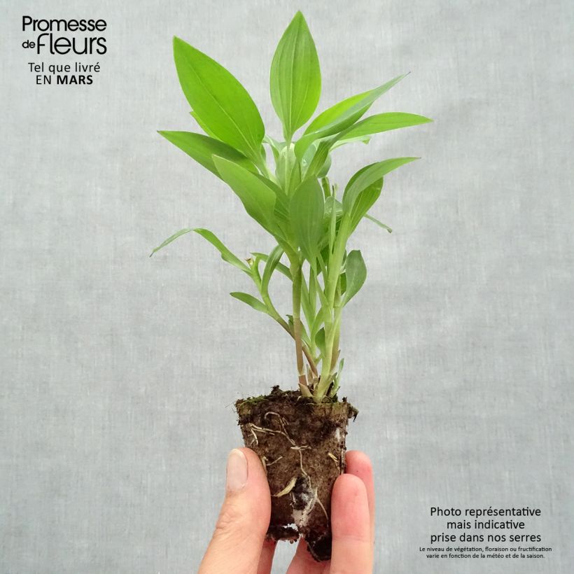 Amostra de Alstroemeria Summer Break - Lys des Incas Motte 4 cm x 4,5 cm tal como entregue na primavera