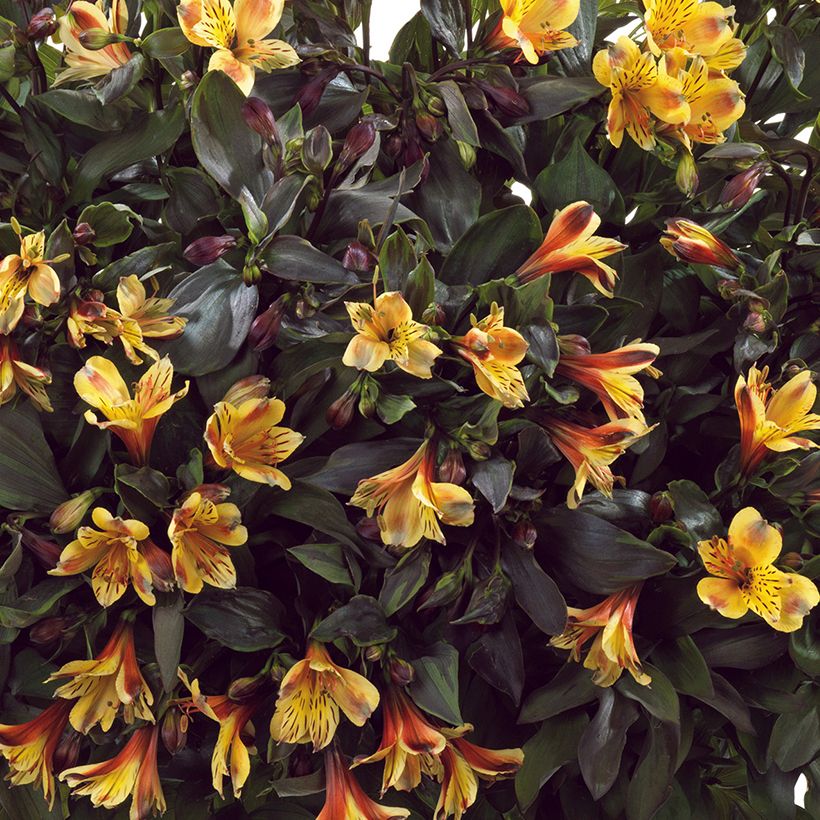 Alstroeméria Summer Breeze (Floração)