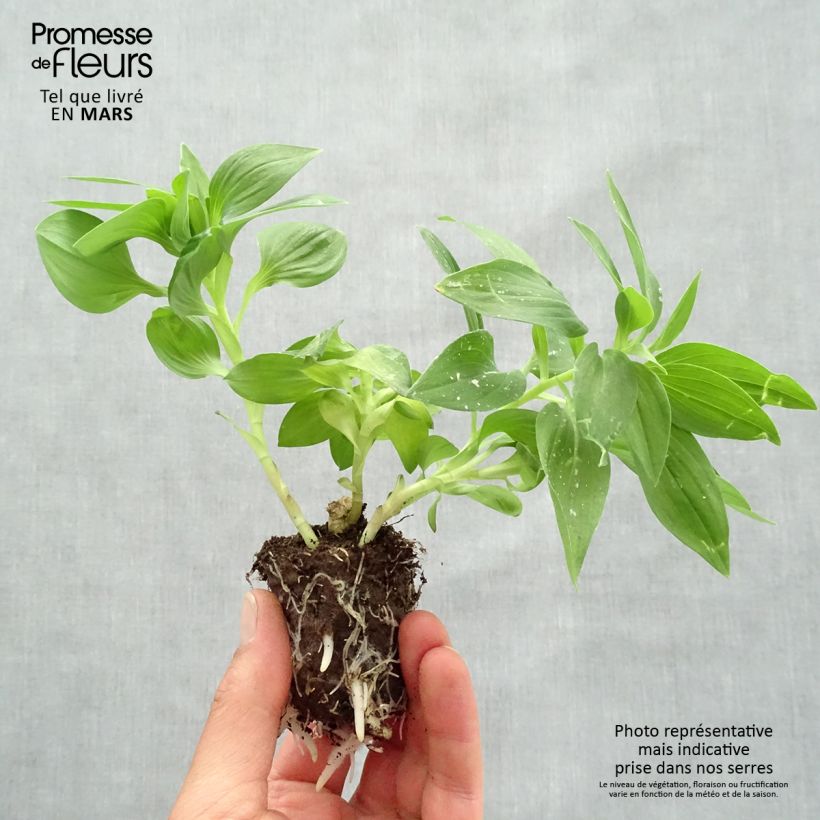 Amostra de Alstroemeria Times Valley - Lis des Incas Motte 4 cm x 4,5 cm tal como entregue na primavera