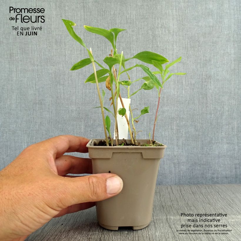Amostra de Alstroeméria Sweet Laura Vaso de 8/9 cm tal como entregue no verão