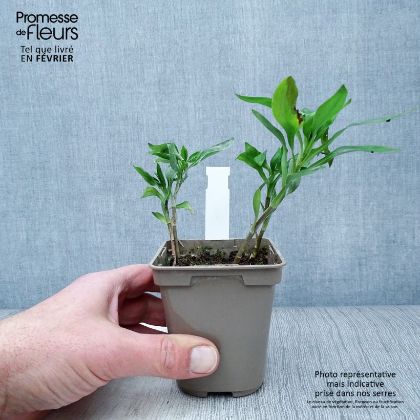 Amostra de Alstroemeria Sweet Laura - Lys des Incas Vaso de 8/9 cm tal como entregue no inverno