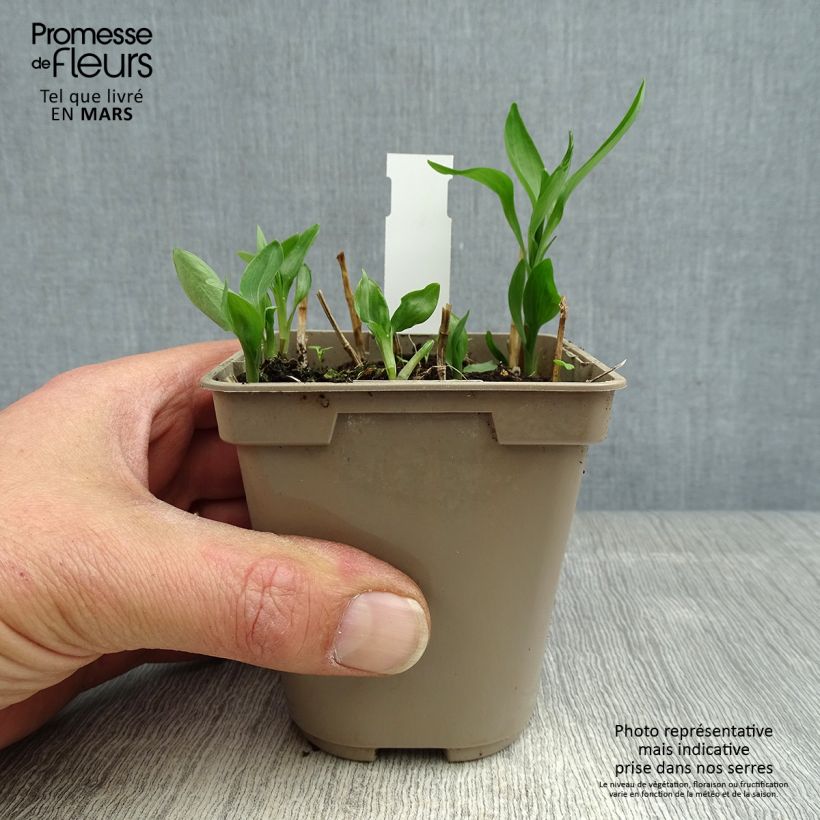 Amostra de Alstroeméria Sweet Laura Vaso de 8/9 cm tal como entregue na primavera