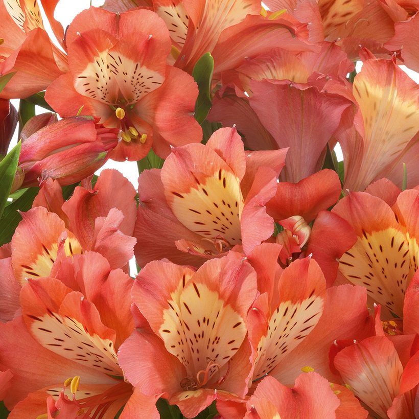 Alstroemeria Valley Girl (Floração)
