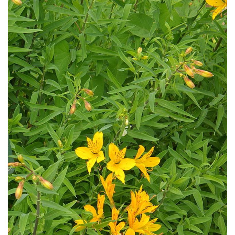Alstroemeria aurantiaca (Folhagem)