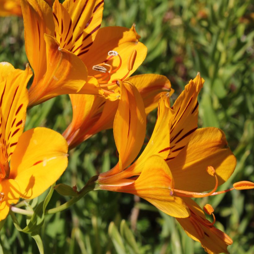 Alstroemeria aurantiaca (Floração)