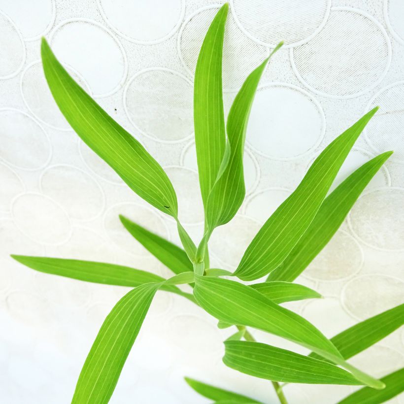 Alstroeméria Orange King (Folhagem)