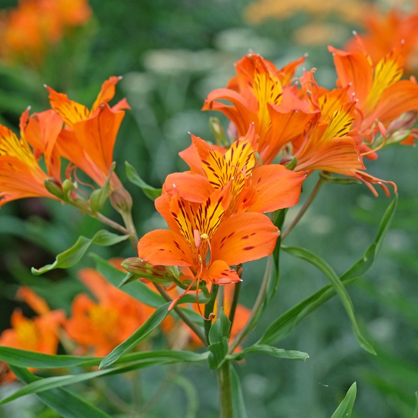 Alstroeméria Orange King (Floração)