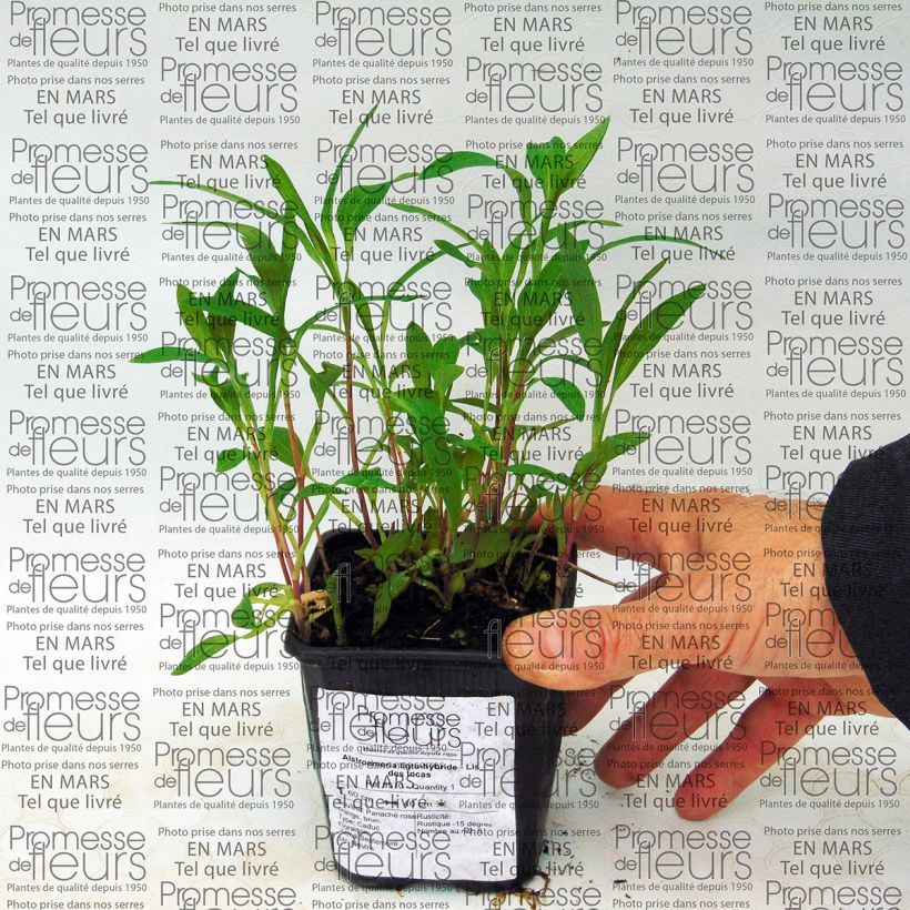 Exemplo de amostra de Alstroemeria ligtu-hybride - Lis des Incas Godet de 8/9 cm tal como entregue