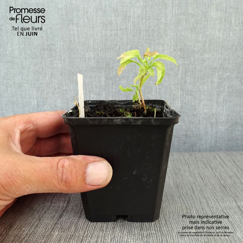 Amostra de Alstroemeria psittacina Vaso de 8/9 cm tal como entregue no verão