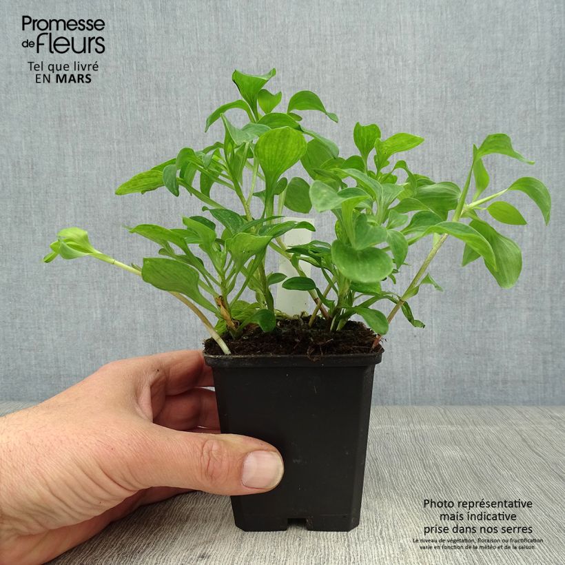 Amostra de Alstroemeria psittacina Vaso de 8/9 cm tal como entregue na primavera