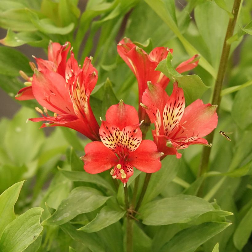 Alstroeméria Duc d'Anjou Louis (Floração)