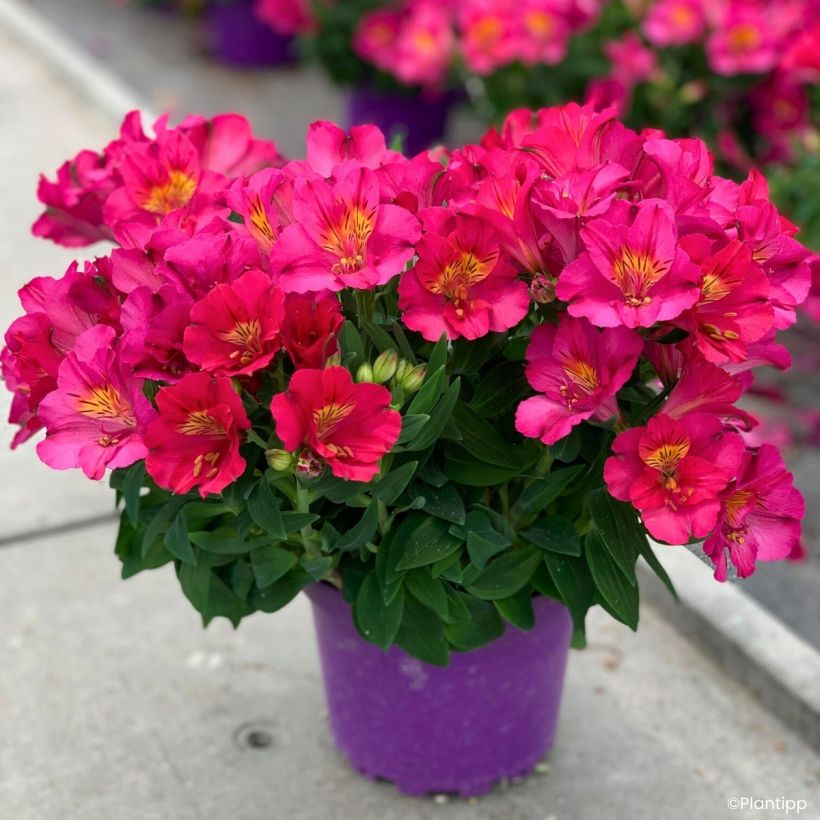 Alstroeméria Incalys Cherry (Hábito)