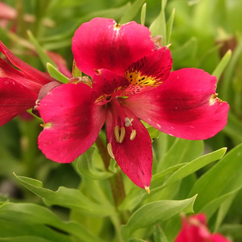 Alstroeméria Pitchounes Rosie (Floração)