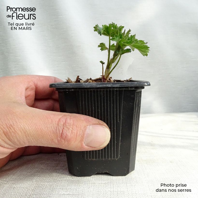 Amostra de Althaea cannabina Vaso de 8/9 cm tal como entregue na primavera