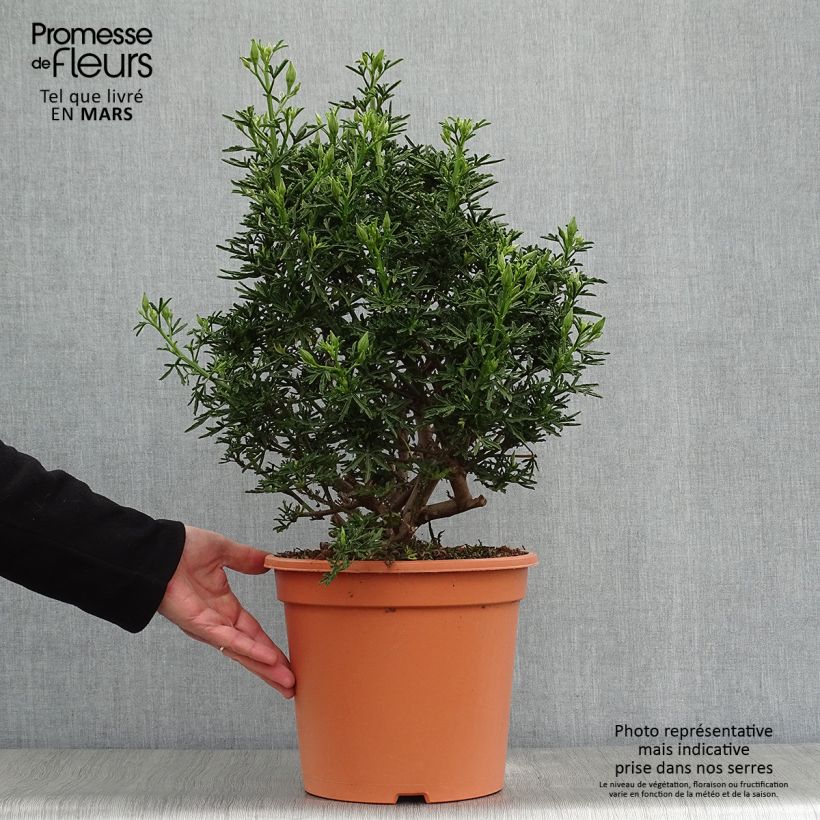 Amostra de Alyogyne cuneiformis Vaso de 3 L/4 L tal como entregue na primavera