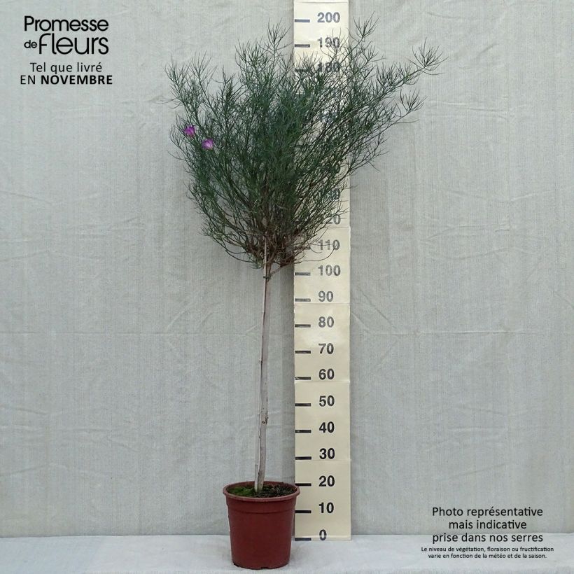 Amostra de Alyogyne hakeifolia Melissa Anne - Hibiscus bleu d'Australie Demi-tige Pot de 7,5L/10L tal como entregue no outono