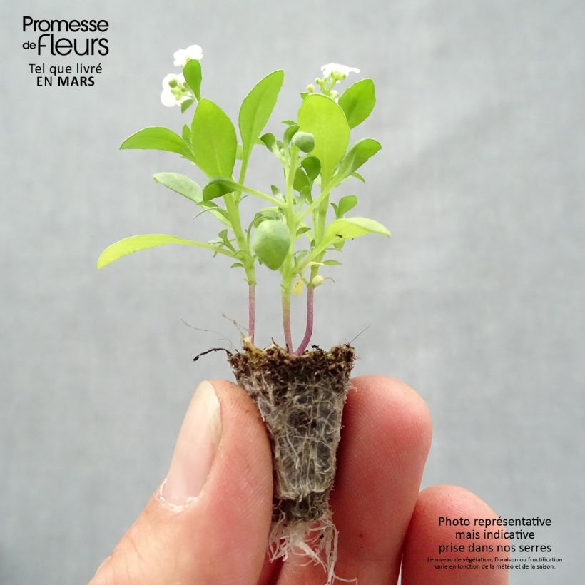 Amostra de Alysse Snow Crystals - Lobularia maritima Mini-torrão: torrão de 2,2 cm x 2 cm em tabuleiro de cultivo de 35 unidades tal como entregue na primavera