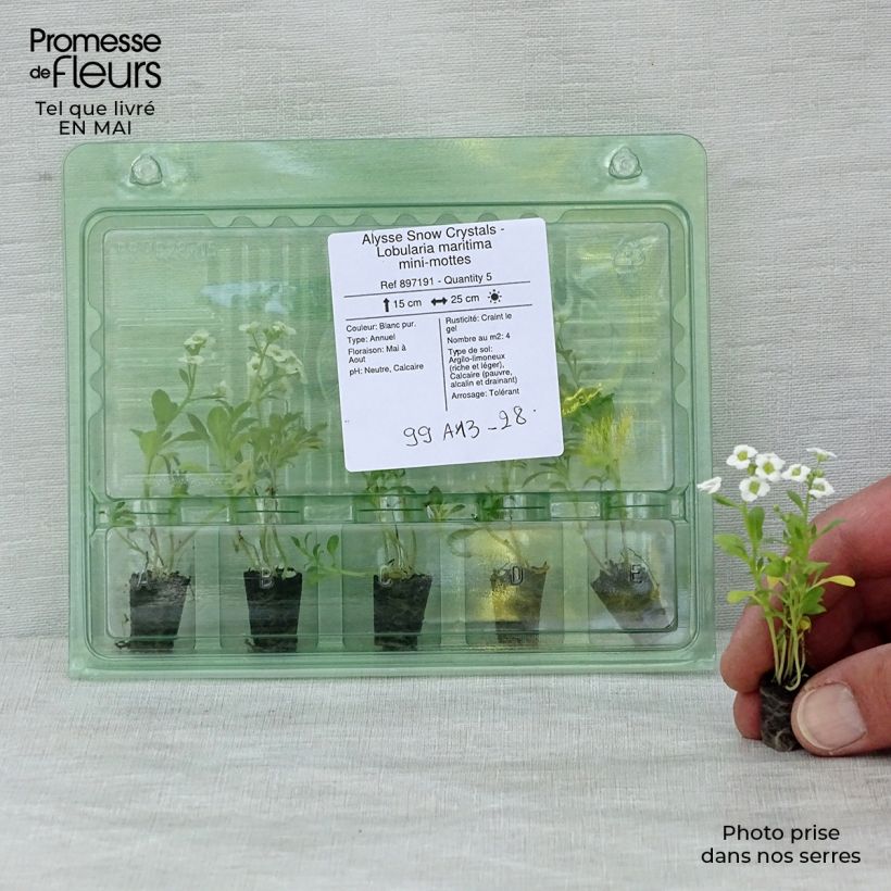 Amostra de Alysse Snow Crystals - Lobularia maritima Mini-torrão Ø 1,5/2,5 cm tal como entregue na primavera