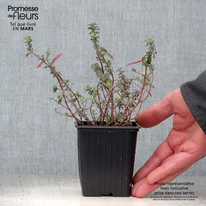 Amostra de Alyssum argenteum Vaso de 7/8 cm tal como entregue na primavera