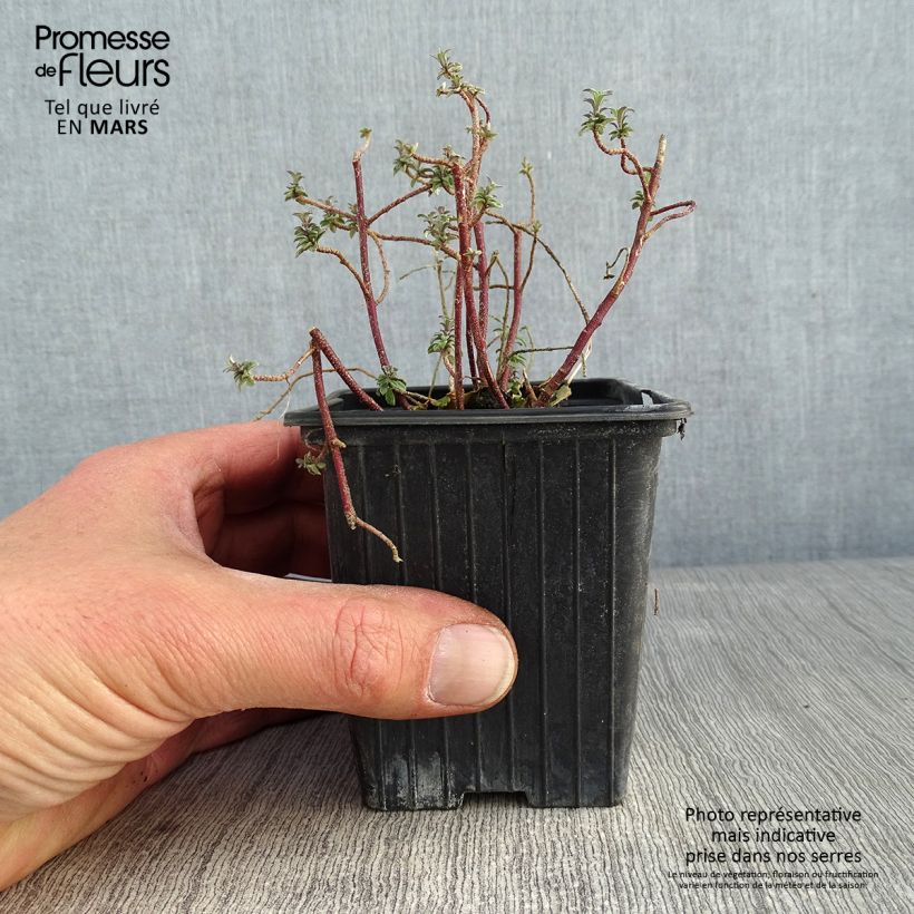 Amostra de Alyssum argenteum - Alysson argenté Godet de 7/8 cm tal como entregue no inverno