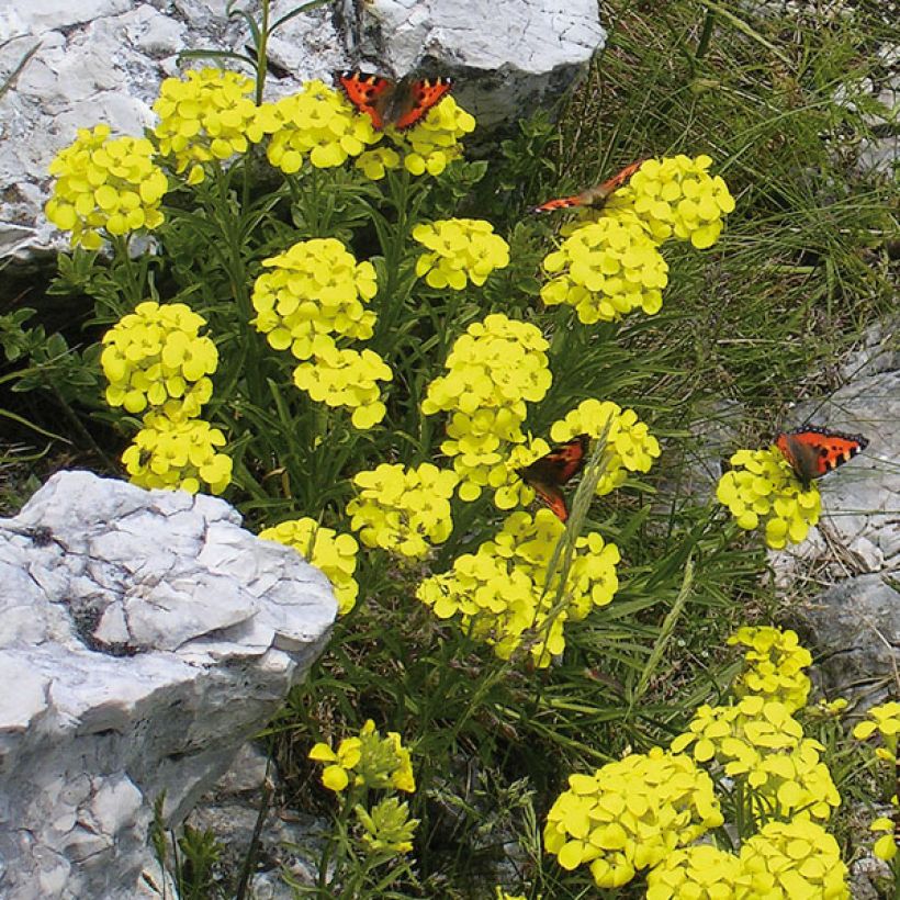 Alyssum montanum Berggold (Hábito)