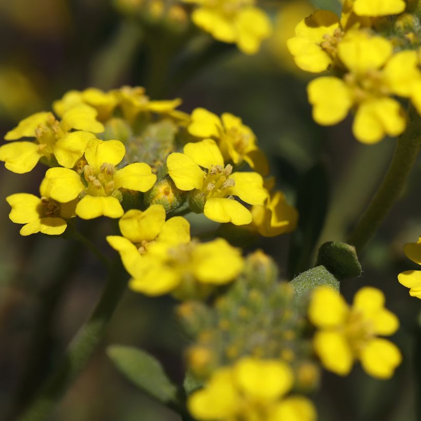 Alyssum montanum Berggold (Floração)