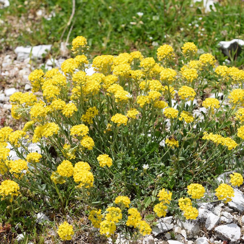 Alyssum montanum Berggold (Hábito)