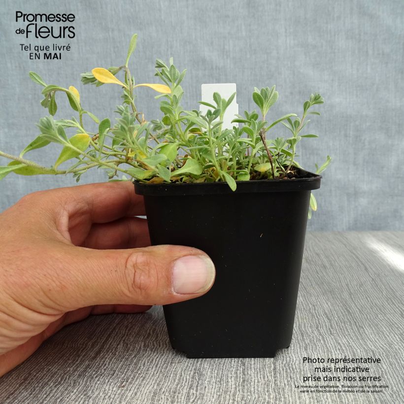 Amostra de Alyssum montanum Berggold Vaso de 8/9 cm tal como entregue na primavera