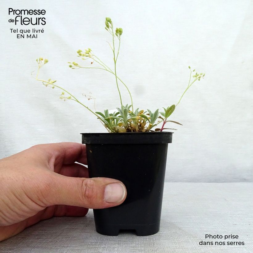 Amostra de Alyssum saxatilis Goldkugel Vaso de 8/9 cm tal como entregue na primavera