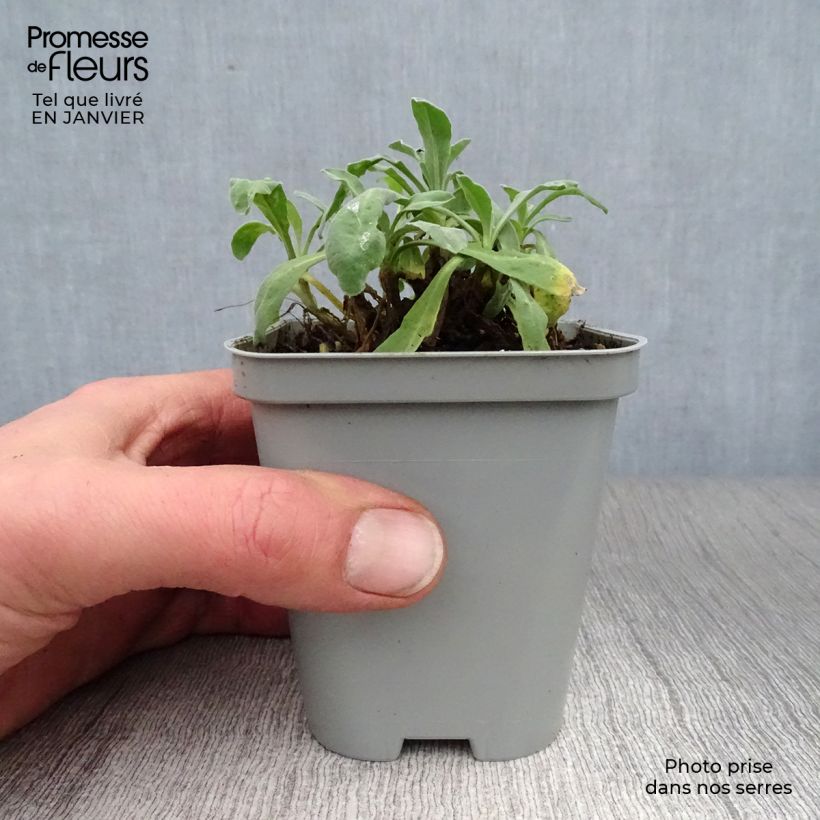 Amostra de Alyssum saxatile Goldkugel - Corbeille d'Or à fleurs jaunes Vaso de 8/9 cm tal como entregue no inverno