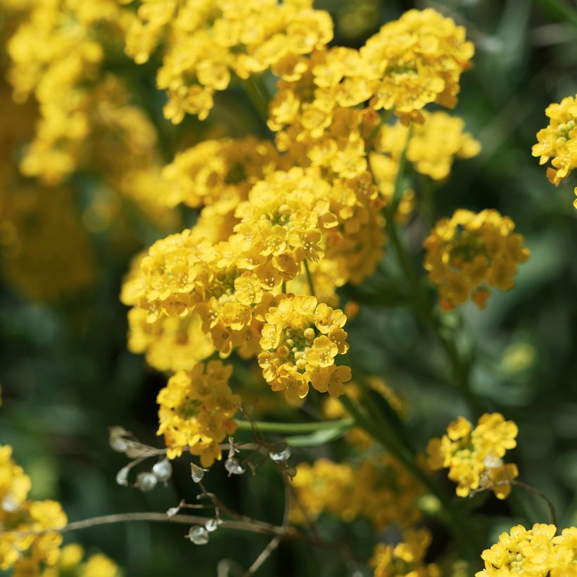 Alyssum saxatilis Goldkugel (Floração)