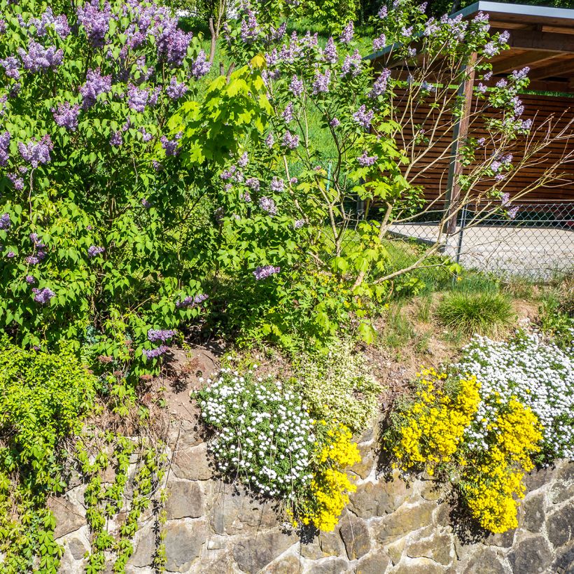 Alyssum saxatilis Goldkugel (Hábito)